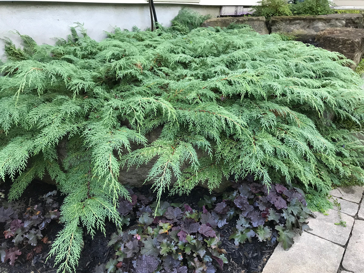 Microbiota decussata