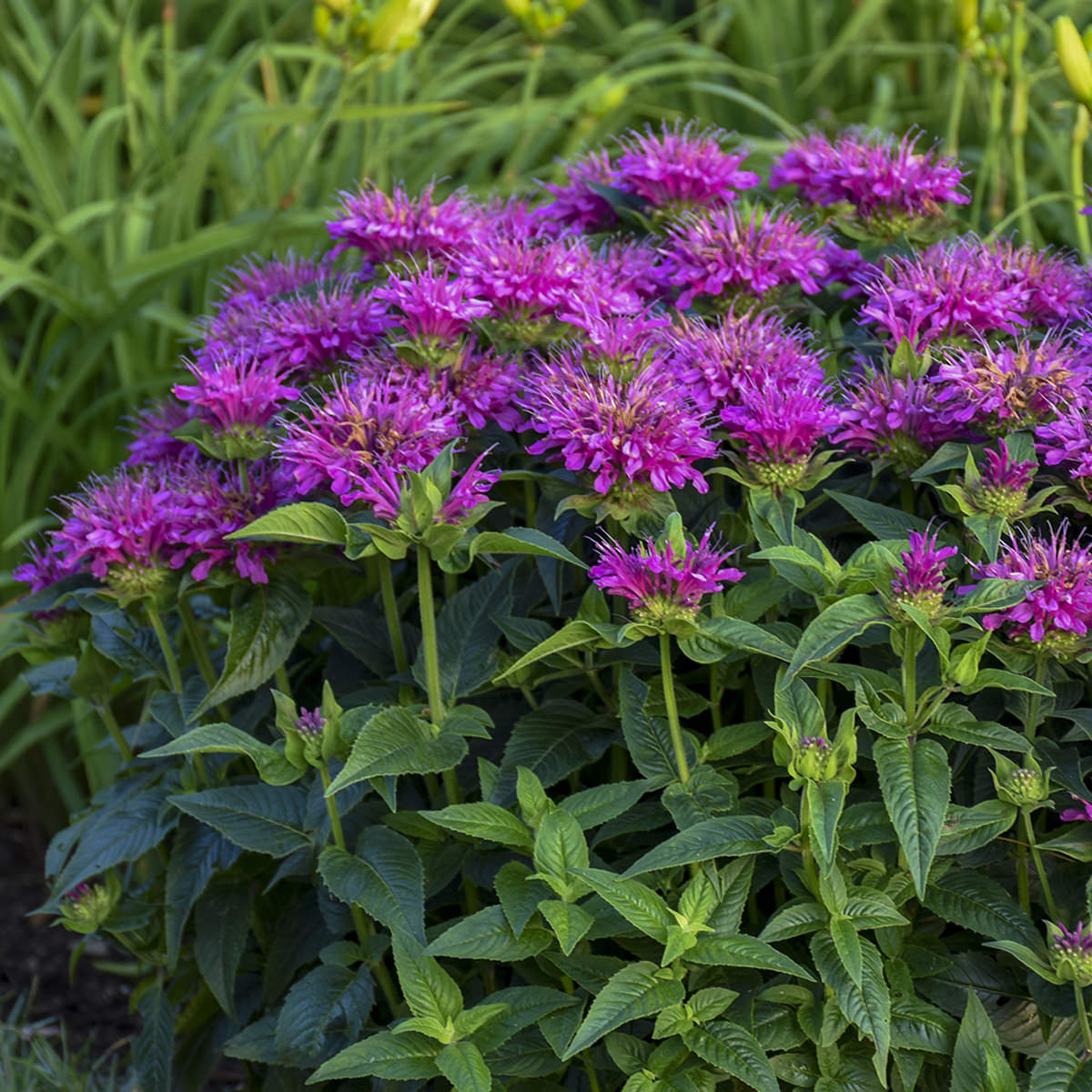 Monarda 'Pardon My Purple' PW