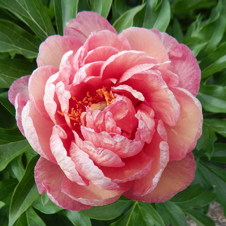 Paeonia Itoh 'Magical Mystery Tour' - Pivoine