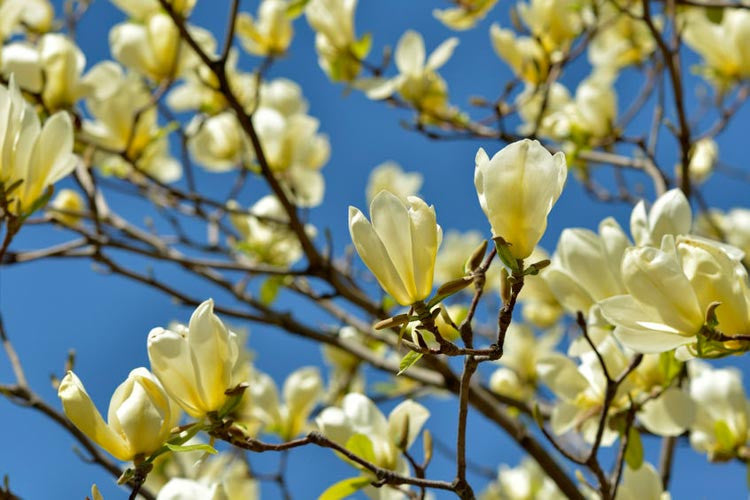 Magnolia brooklynensis (x) 'Yellow Bird'