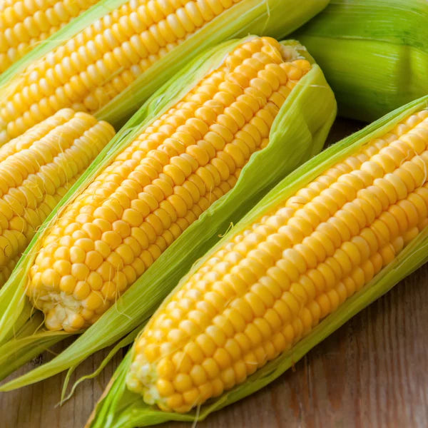 Bulk seed yellow corn HONEY SELECT 78 days