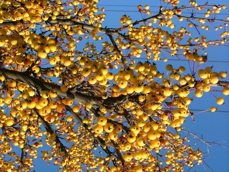 Malus harvest gold
