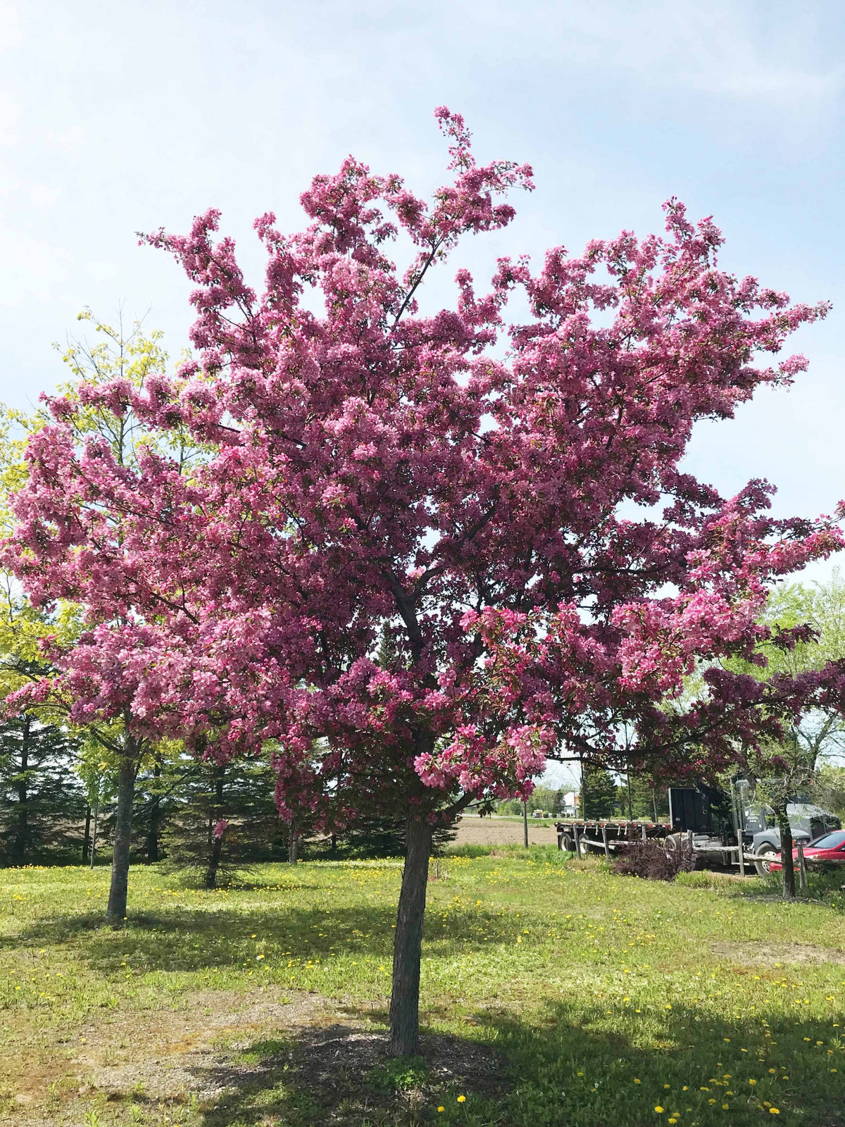 Malus Makamik