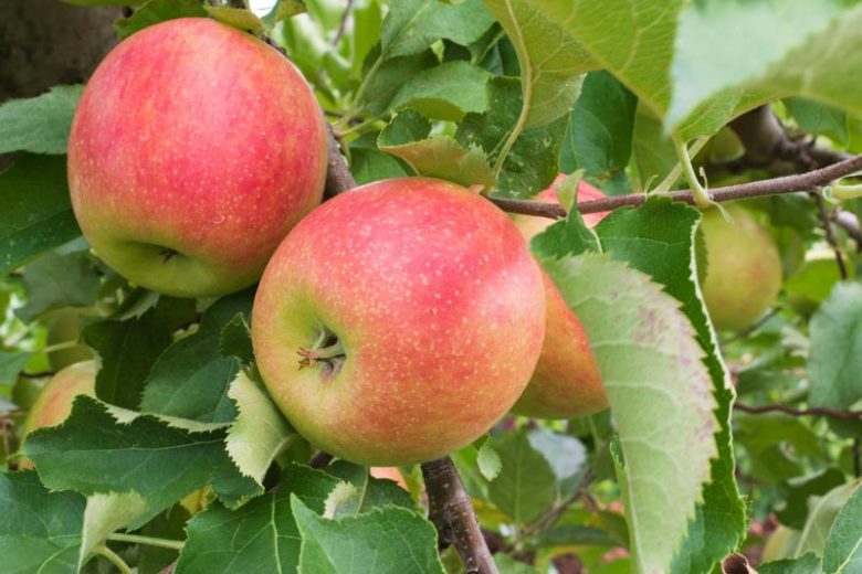Malus 'Jonagold'