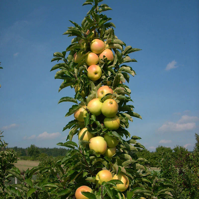 Malus Urban Series 'Golden Treat'