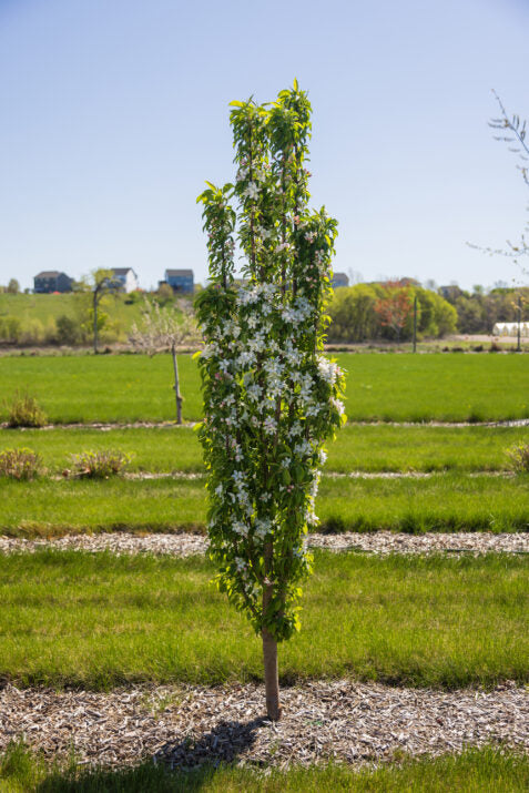 Malus adstringens (x) 'Green wall spire'