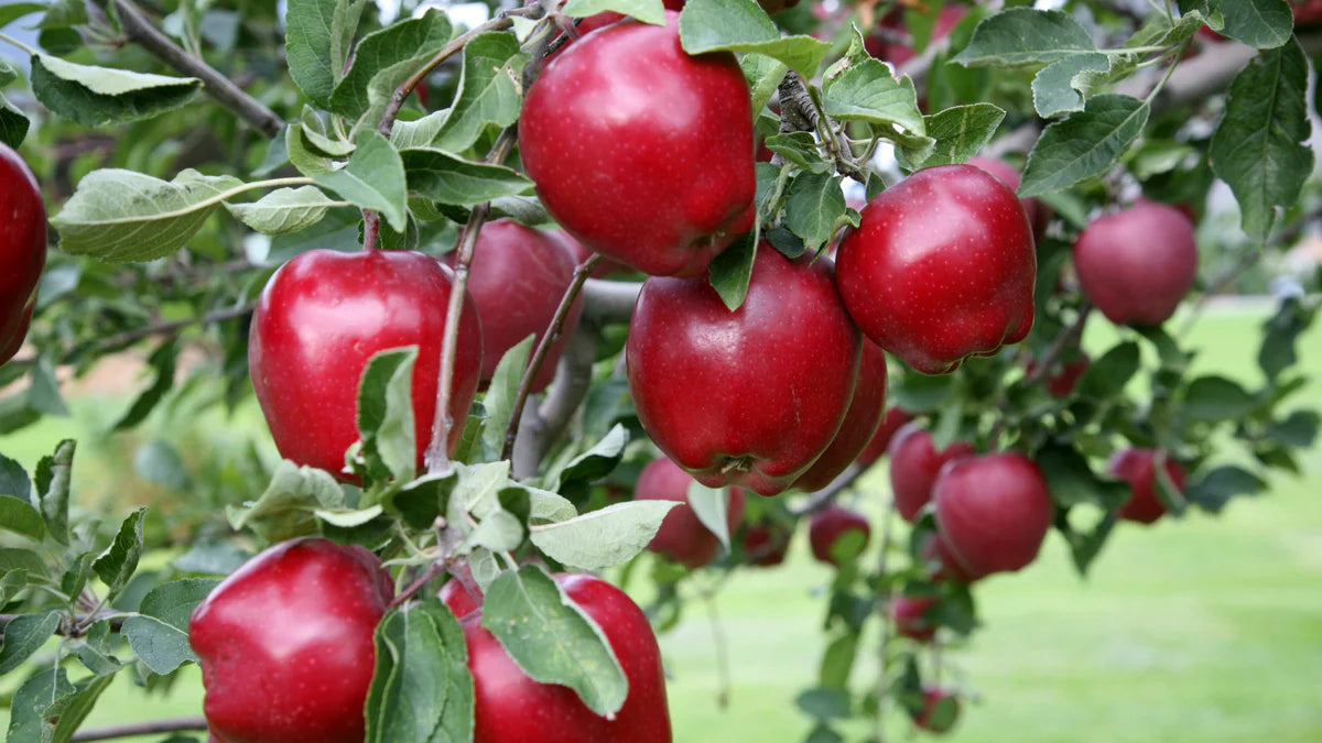 Malus 'Red Delicious'