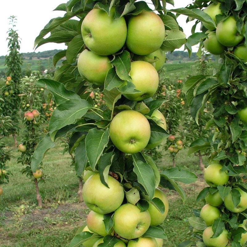 Malus Urban Series 'Tangy Green'