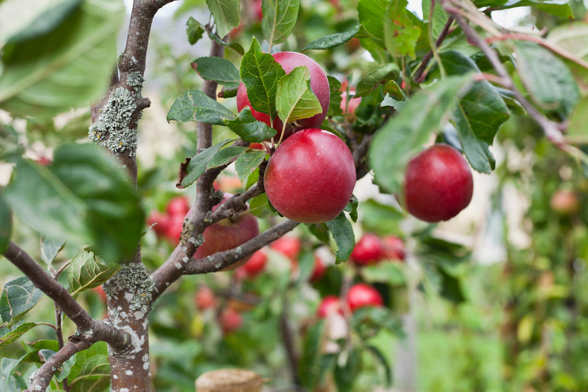Pommier Royal Cortland (Malus domestica 'Royal Cortland')