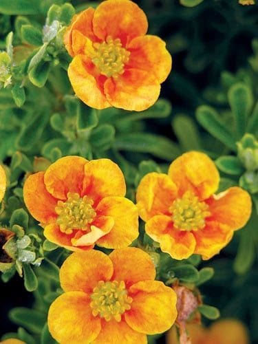 Potentilla fruticosa Mango Tango