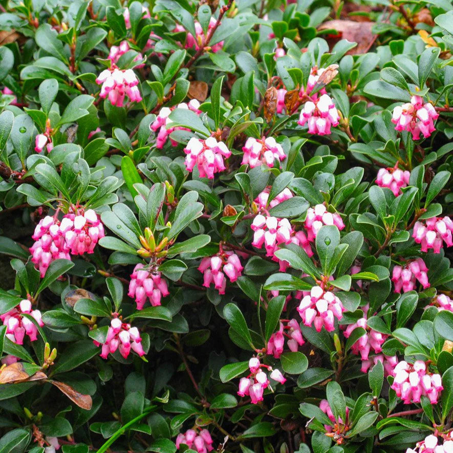 Arctostaphylos uva ursi Vancouver Jade