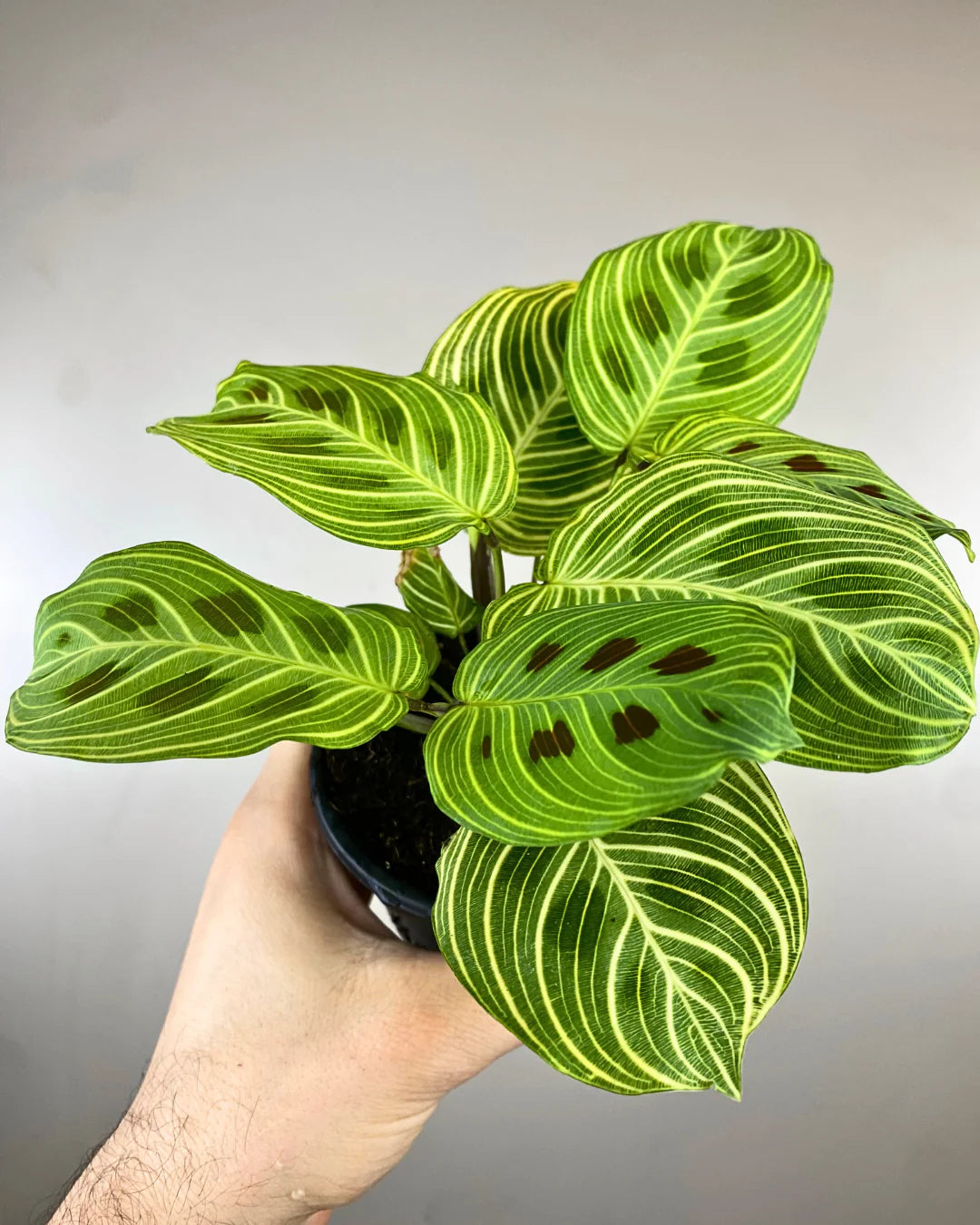Maranta Leuconeura 'Gold Lines'