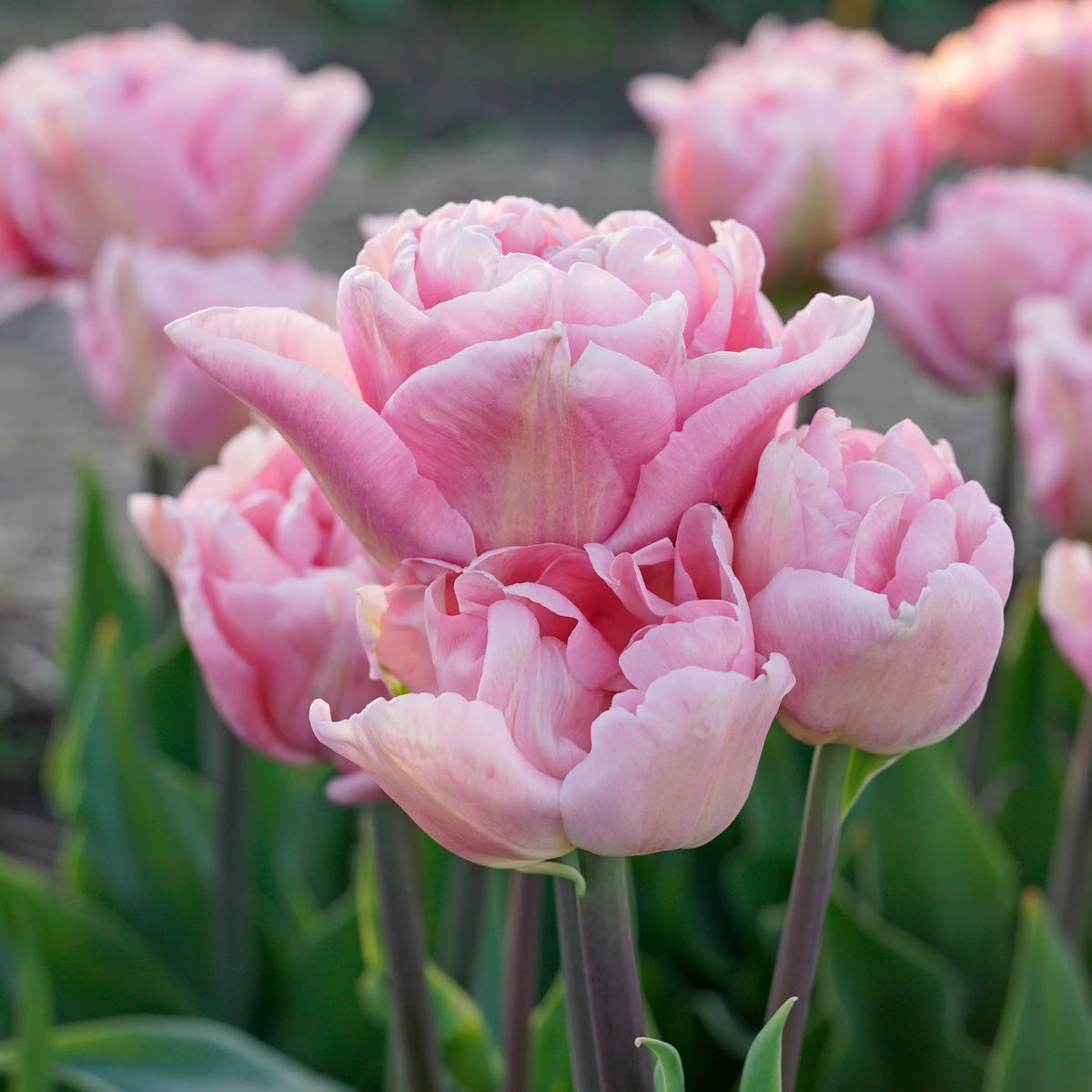 Bulbe d'automne - Tulipe Mariage