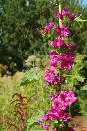 Seed - Common Mallow - Seed share