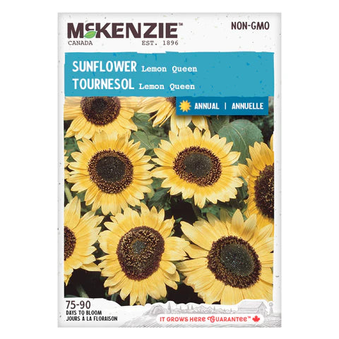 Semence - Tournesol Lemon queen - Mckenzie