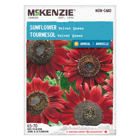 Semence - Tournesol Velvet queen - Mckenzie