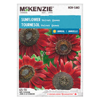 Semence - Tournesol Velvet queen - Mckenzie