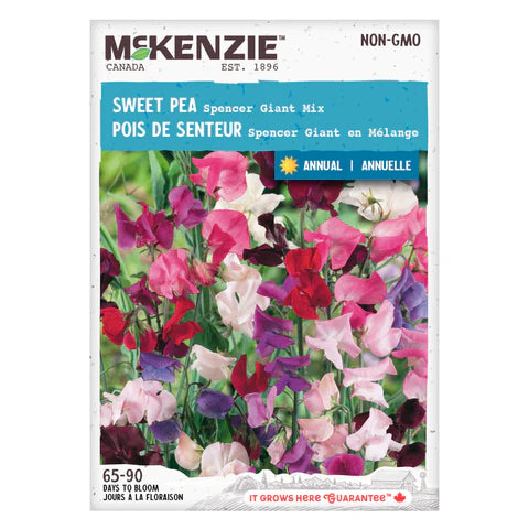 Semence - Pois de senteur Spencer giant en mélange - Mckenzie