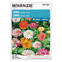Semence - Zinnia Candy cane - Mckenzie