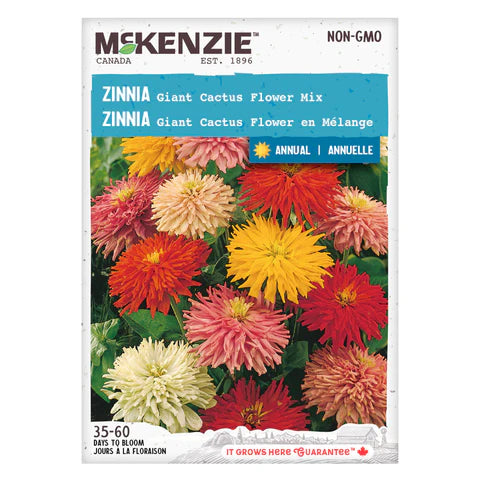 Semence - Zinnia Giant cactus flower en mélange - Mckenzie