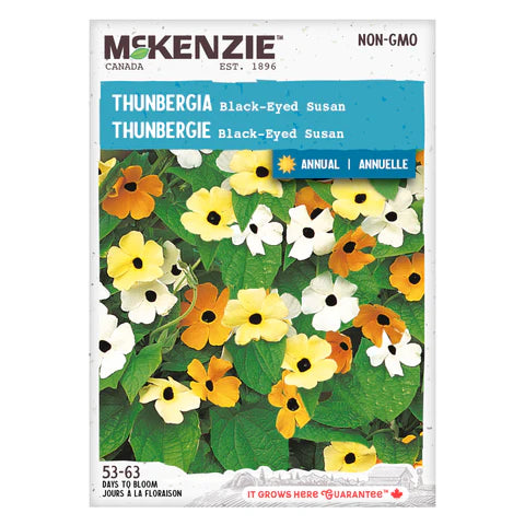 Semence - Thunbergie Black-eyed susan - Mckenzie