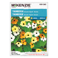 Semence - Thunbergie Black-eyed susan - Mckenzie