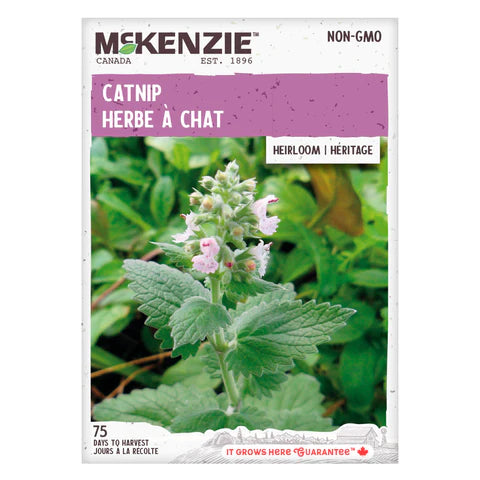 Semence - Herbe à chat - Mckenzie