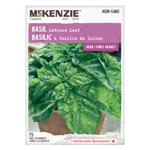 Semence - Basilic à feuille de laitue - Mckenzie