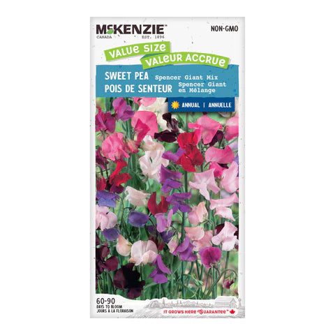 Semence - Pois de senteur Spencer giant en mélange - Mckenzie