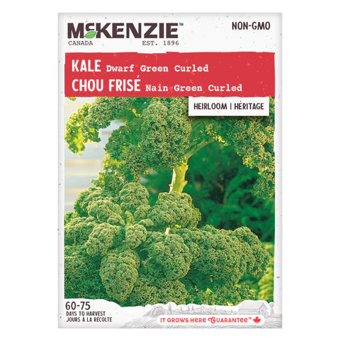 Semence - Chou frisé nain green curled - Mckenzie