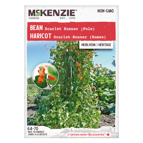 Semence - Haricot Scarlet Runner (rames) - Mckenzie