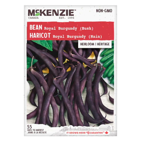 Semence - Haricot Royal burgundy (nain) - Mckenzie