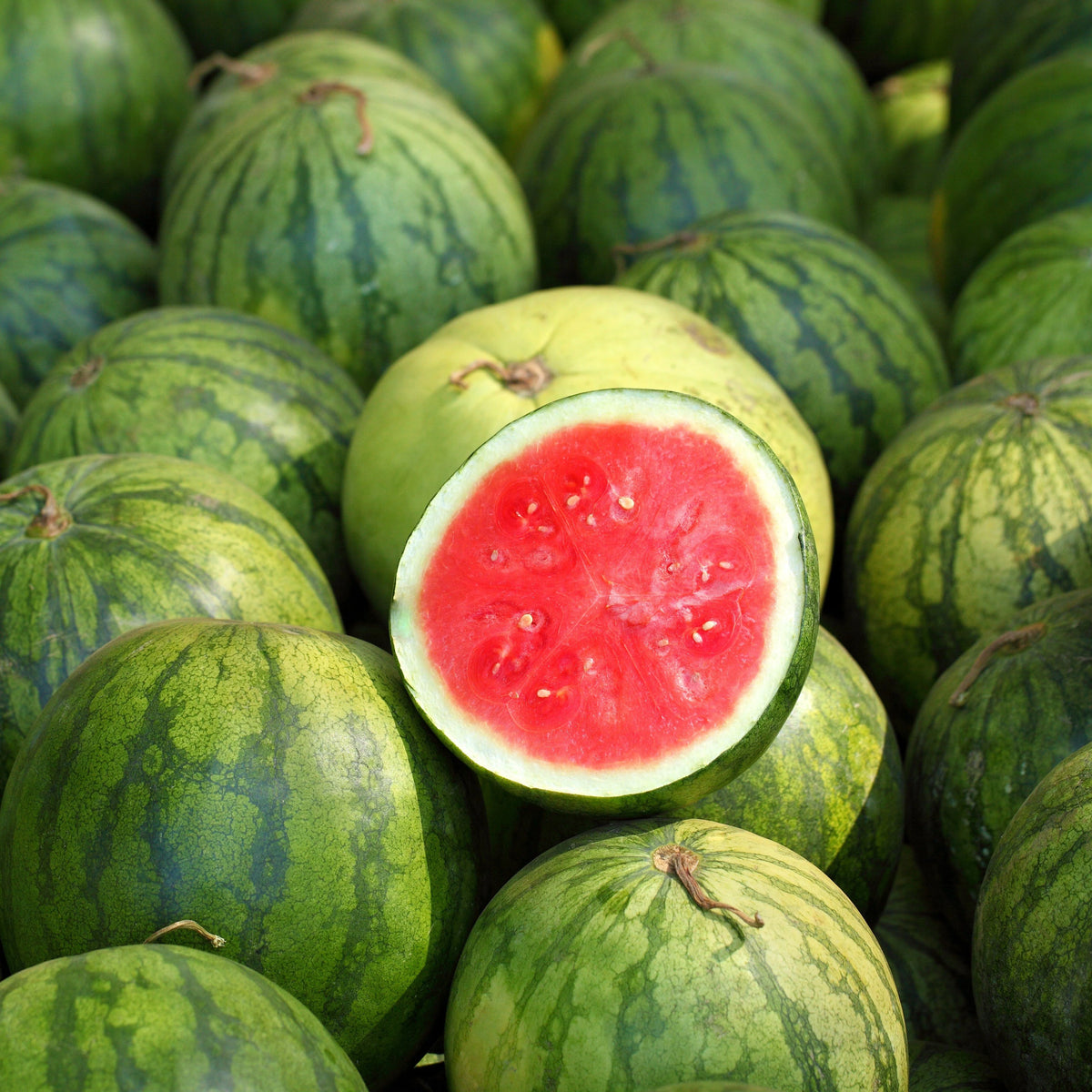 Potted watermelon