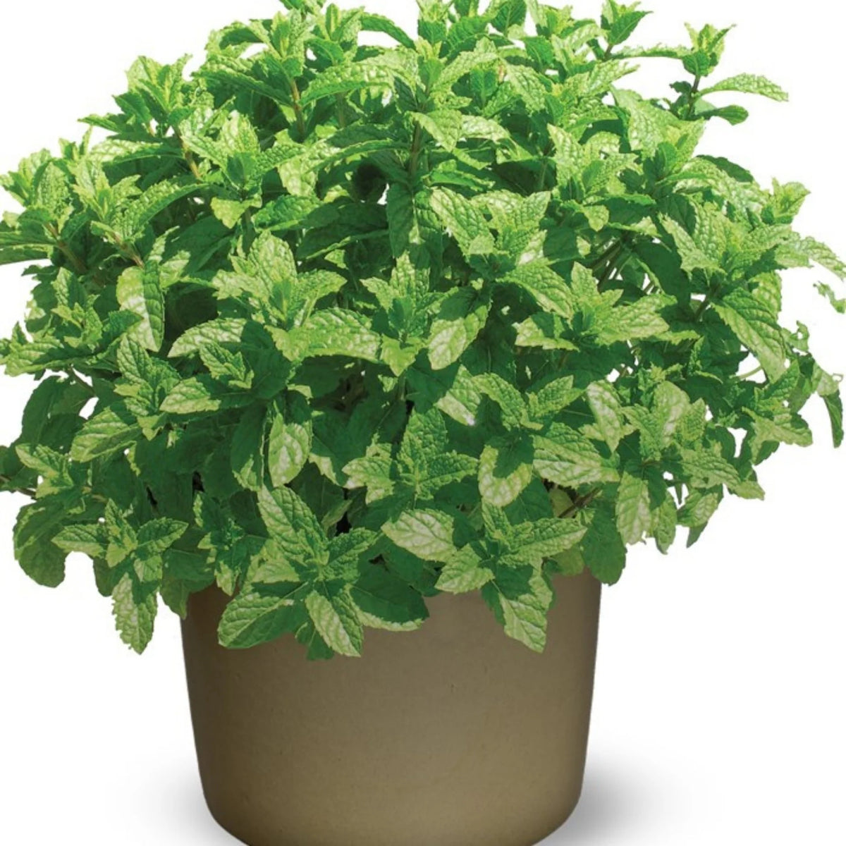 Menthe suavedlens en pot
