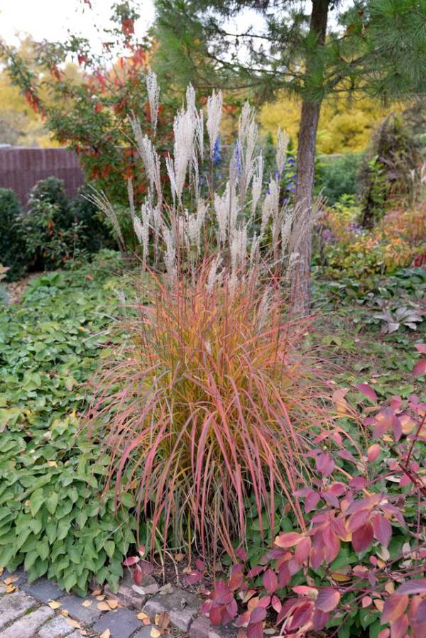 Miscanthus sinensis 'Little Miss'