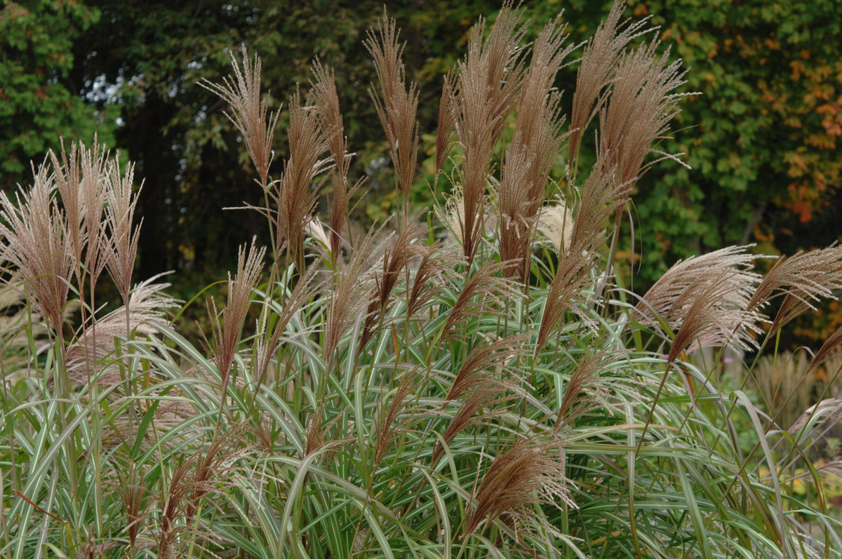 Miscanthus sinensis  'Arabesque'