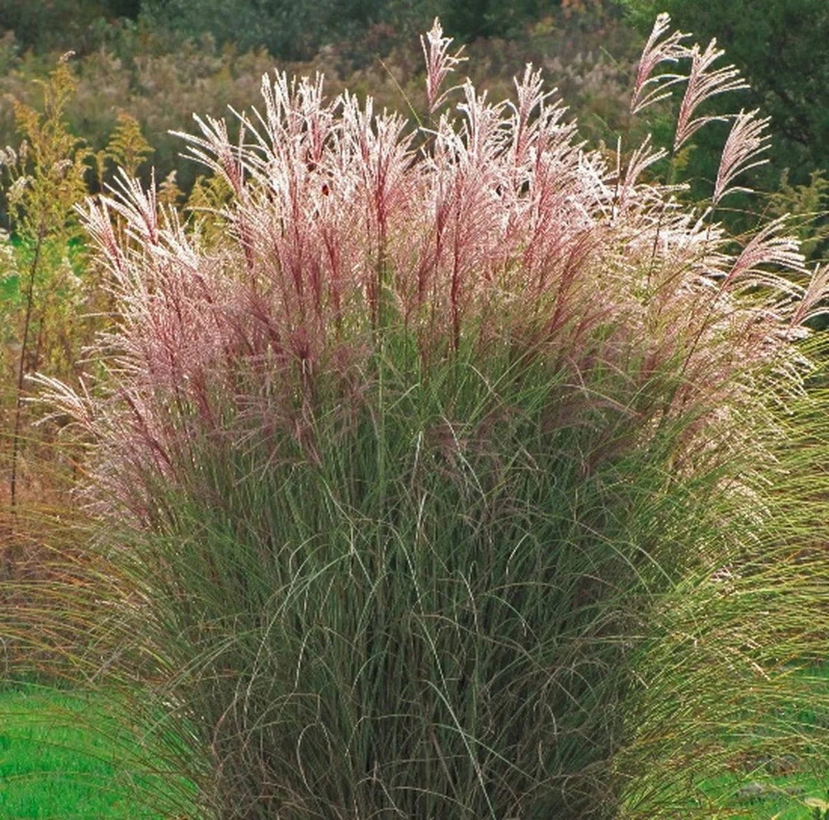 Miscanthus sinensis 'Morning Light'