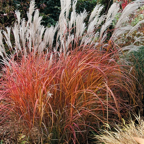 Miscanthus sinensis 'Fire Dragon'