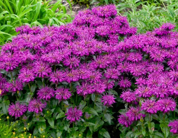 Monarda Grape Gumball