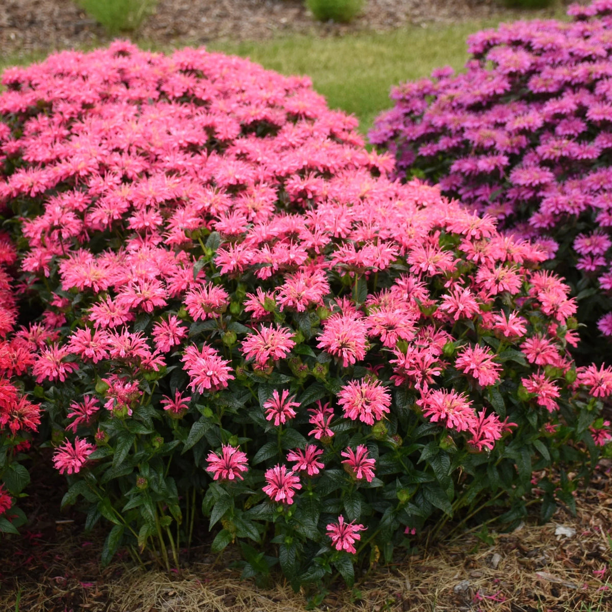 MONARDA 'Pink Chenille'