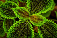 Pilea involucrata 'Moon Valley'