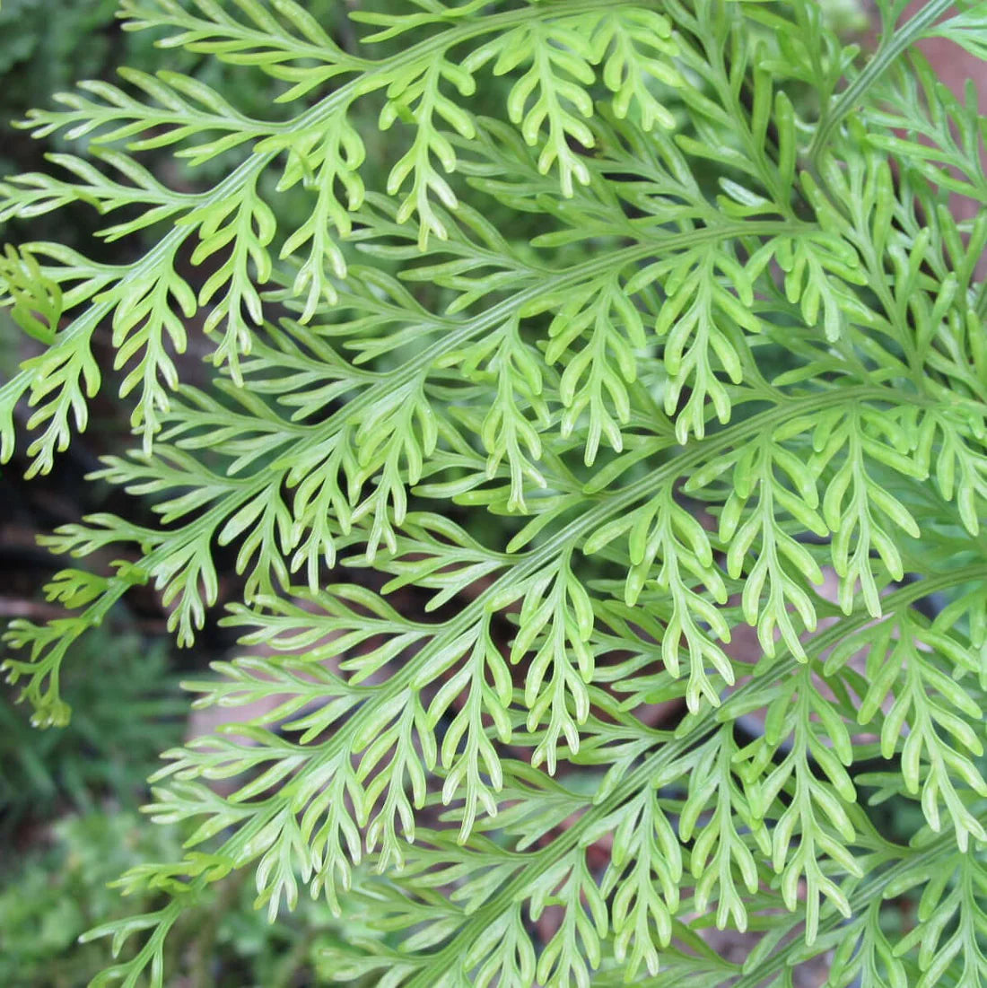 Fougère - Mother Exotique Fern