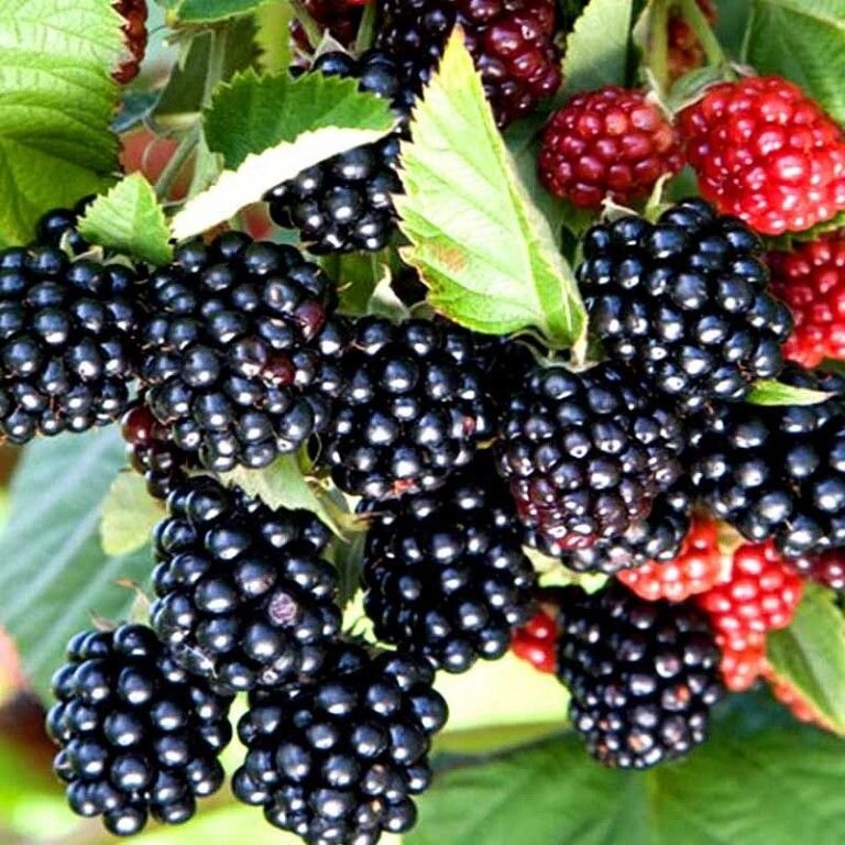 Rubus fruticosus 'Chester Thornless' - Mûrier