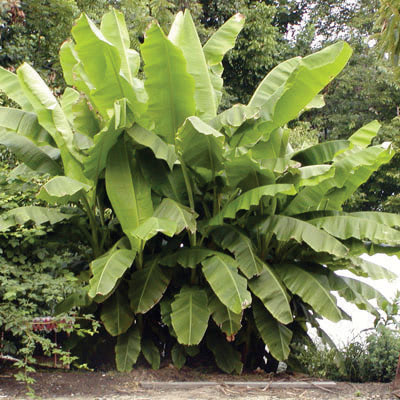Musa basjoo (zone 6)