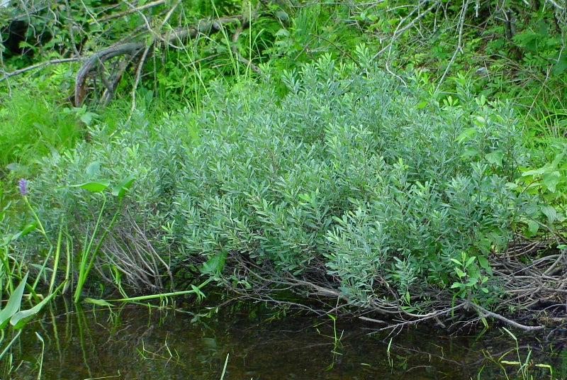 Myrique baumier (Myrica gale)