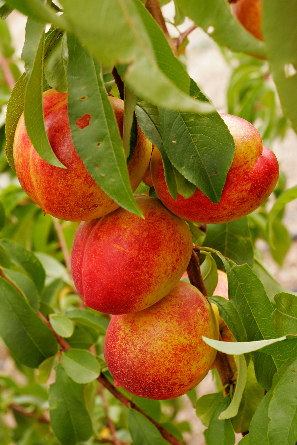 Nectarine hardired (prunus persica nucipersica) – FleurExcel Inc.