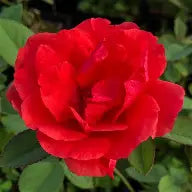 Rosa - Morden Fireglow