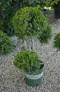 Juniperus Chinensis san jose