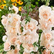 Majorette Double Champagne Hollyhock Seeds