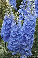 Delphinium Magic Fountains Sky Blue